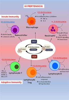 O-Linked β-N-Acetylglucosamine Modification: Linking Hypertension and the Immune System